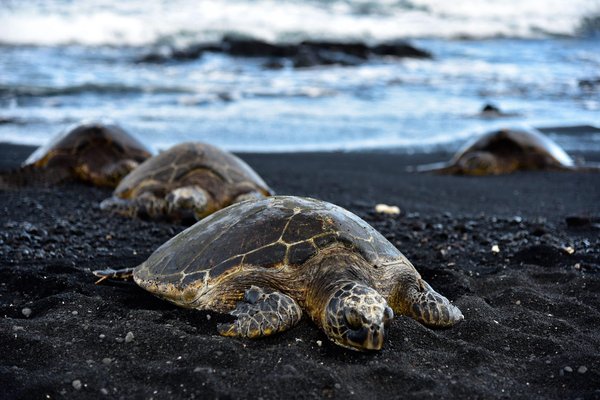 Où observer les tortues marines au Nicaragua : plages et saisons de ponte ?